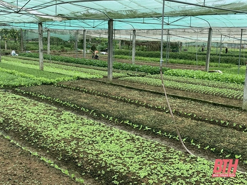 Rau giảm giá sâu, nông dân thua lỗ nặng