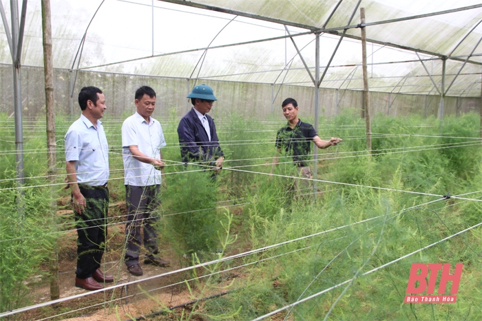 Tạo bước đột phá thu nhập từ trồng măng tây trong nhà lưới