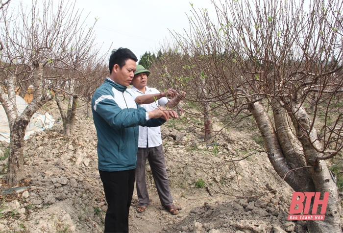 Vùng trồng cây cảnh xã Hợp Lý những ngày giáp tết