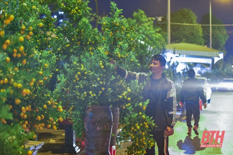 Trắng đêm trông cây cảnh Tết trên vỉa hè TP Thanh Hóa