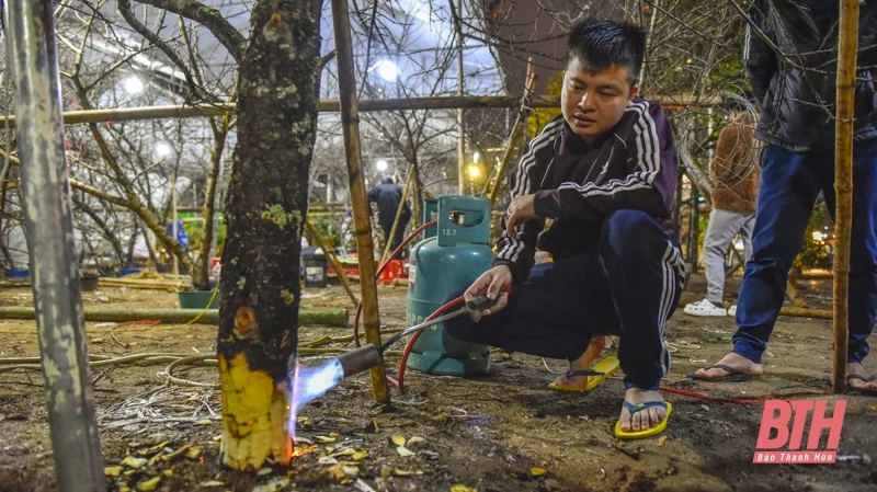 Trắng đêm trông cây cảnh Tết trên vỉa hè TP Thanh Hóa