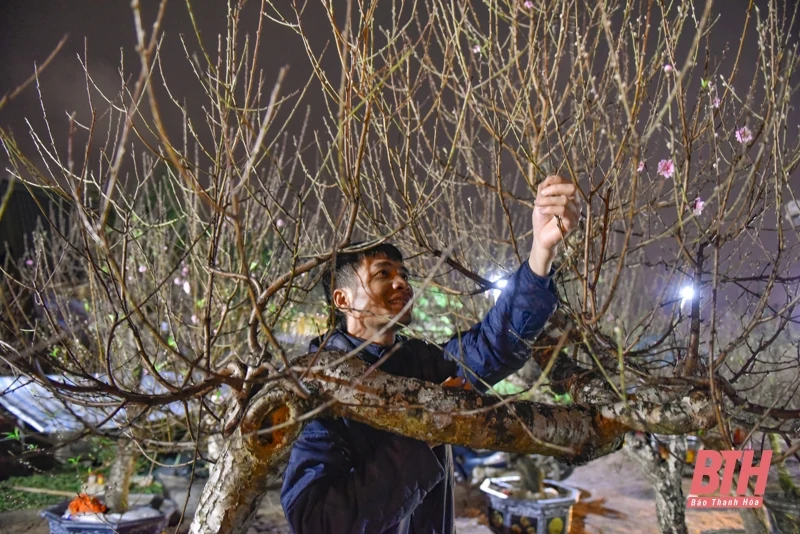 Trắng đêm trông cây cảnh Tết trên vỉa hè TP Thanh Hóa