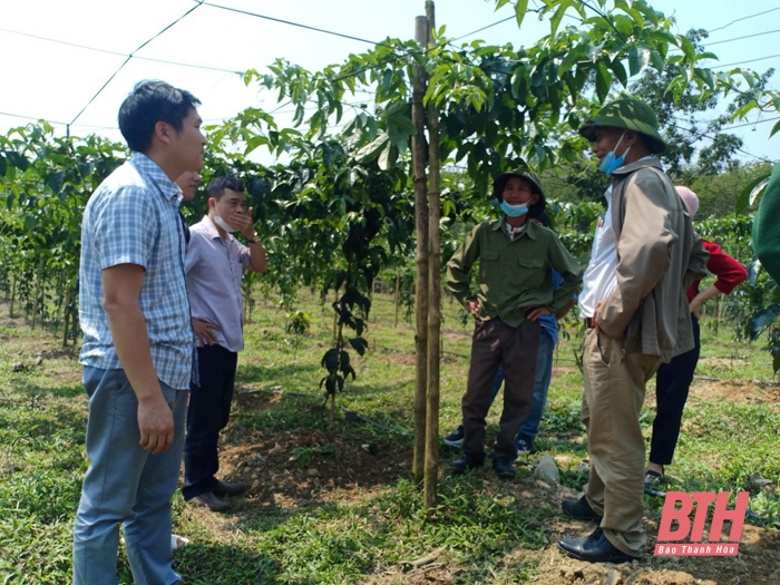 Phát triển cây chanh leo trên những vùng đồi