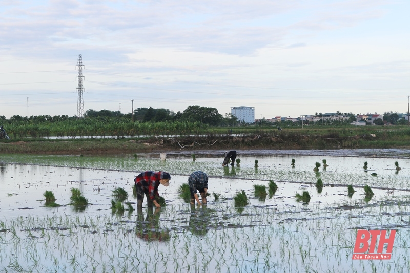 Huyện Hoằng Hóa phấn đấu gieo cấy 6.090 ha lúa vụ chiêm xuân