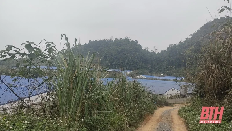 Xung quanh vấn đề cá chết tại đập Hón Thành, huyện Như Xuân