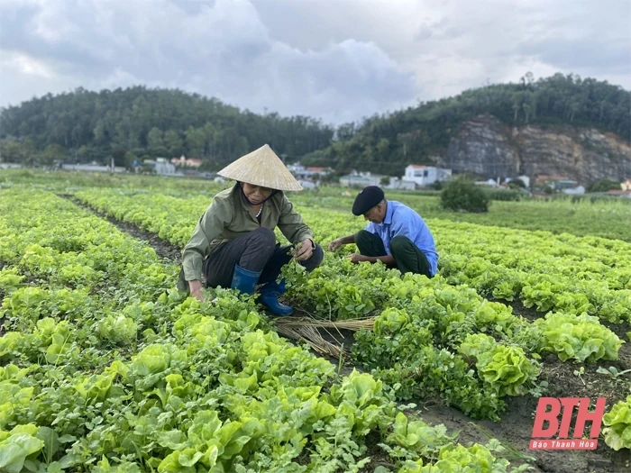 Đẩy mạnh phát triển hạ tầng tại các vùng sản xuất nông nghiệp tập trung