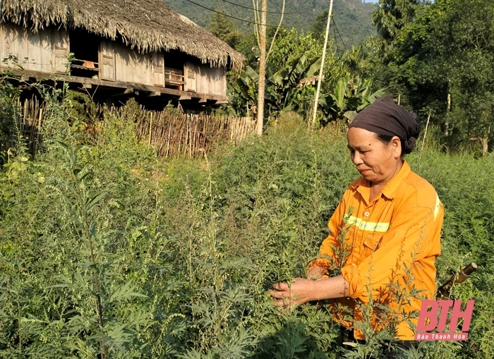 Lang Chánh phát triển cây dược liệu gắn với liên kết, bao tiêu sản phẩm
