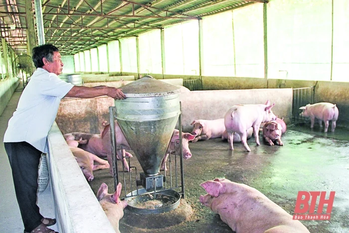 Nông dân biến khu canh tác kém hiệu quả thành trang trại chăn nuôi điển hình
