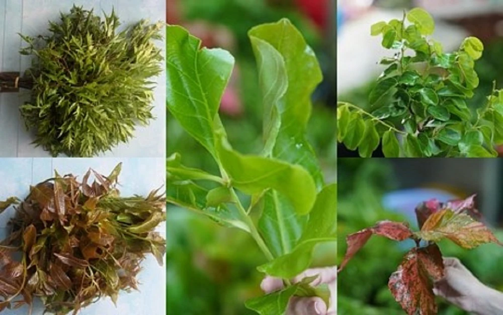 “Choáng” với thế giới rau rừng Núi Cấm
