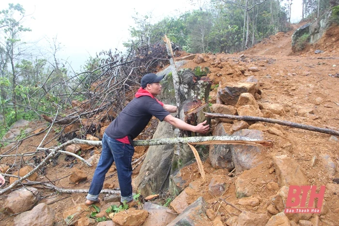 Ngang nhiên mở đường lên rừng, khai thác gỗ trái phép