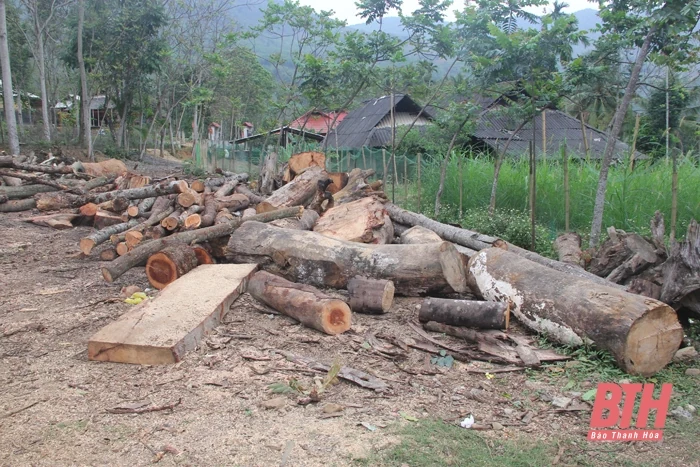 Ngang nhiên mở đường lên rừng, khai thác gỗ trái phép