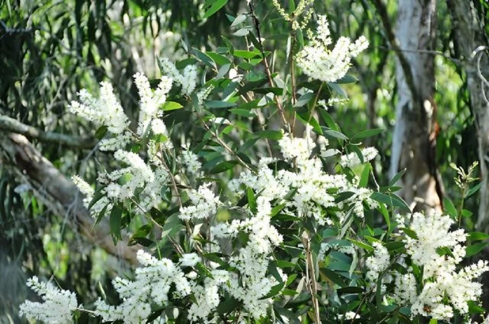 Mật Trà Sư