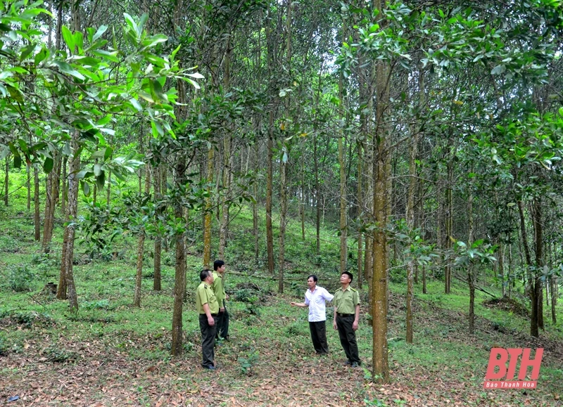Công bố hiện trạng rừng tỉnh Thanh Hoá năm 2022