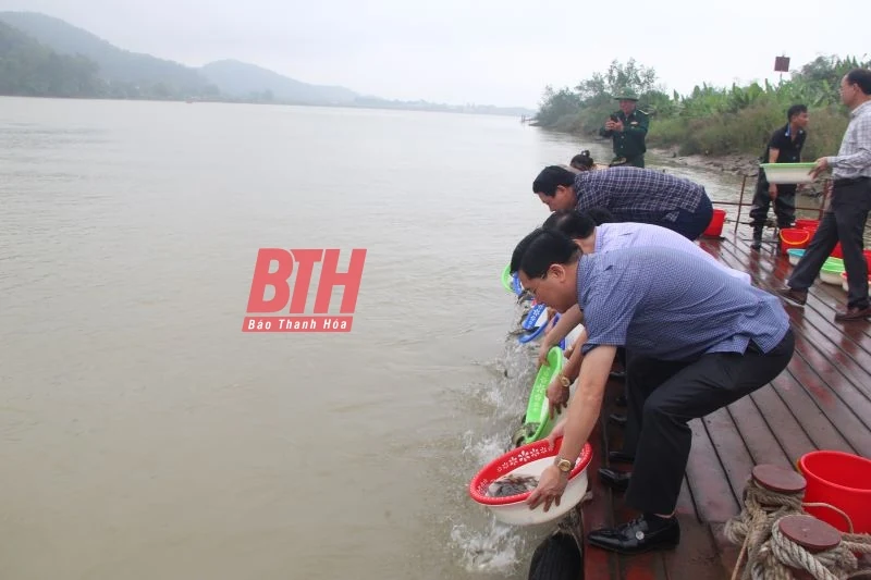 Thả cá giống tái tạo nguồn lợi thủy sản trên sông Mã