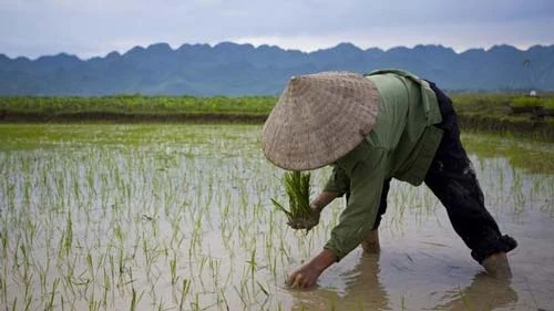 Triển khai Nghị quyết về chuyển mục đích sử dụng đất trồng lúa để thực hiện 11 dự án