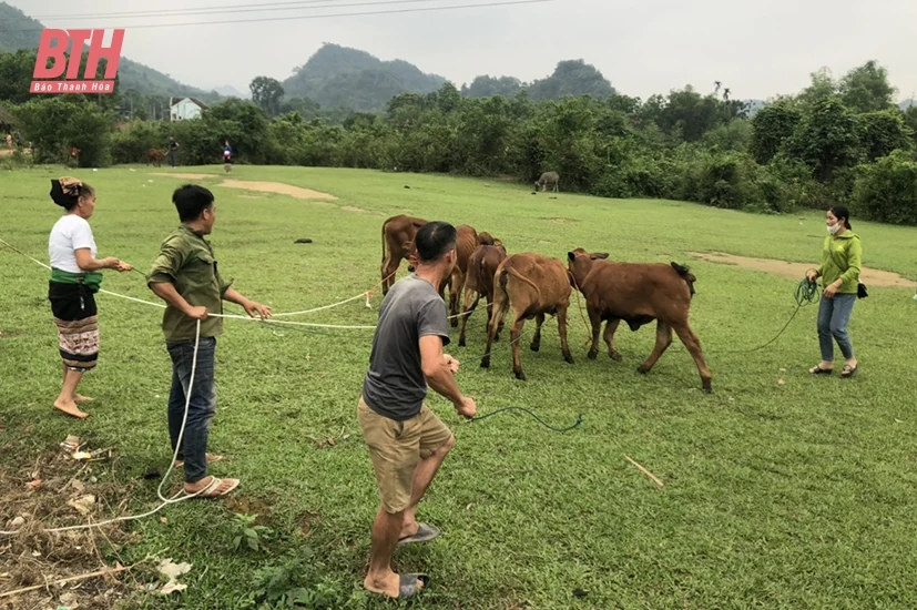 Như Xuân: Trao tặng 23 con bò giống sinh sản hỗ trợ hộ nghèo