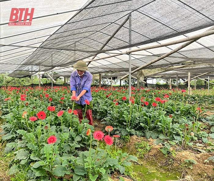 Đưa nghề trồng hoa “bén duyên” trên đất Đông Lĩnh