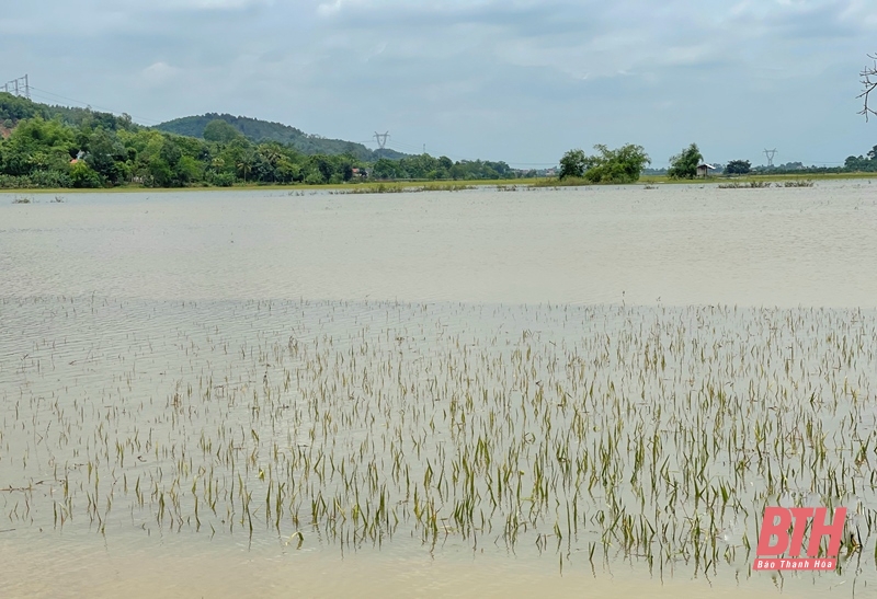 Nông dân Hợp Lý thu hoạch sớm diện tích lúa bị ngập