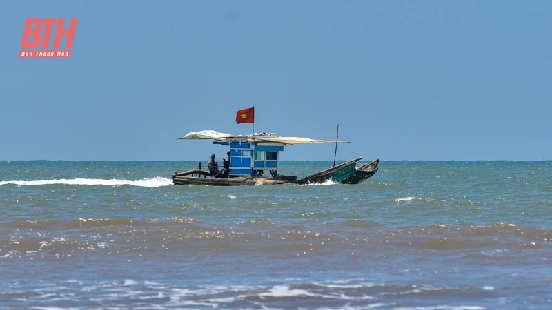 Ngư dân Thanh Hóa được mùa ruốc biển