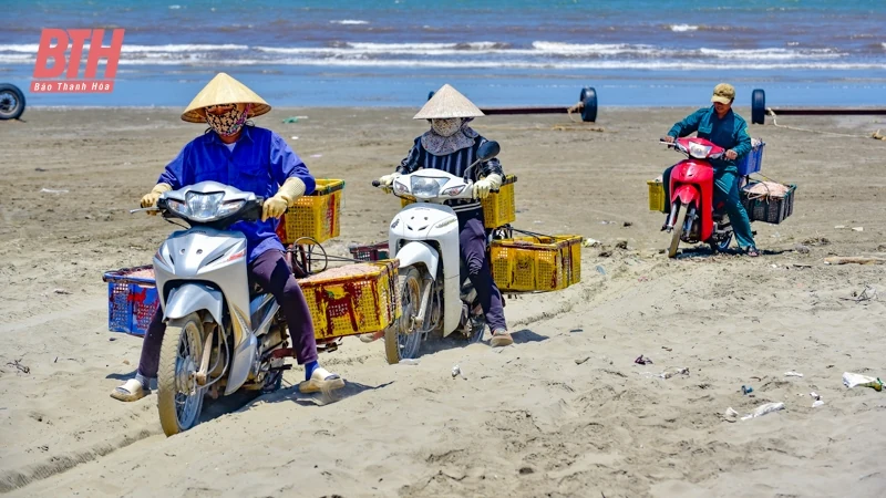 Ngư dân Thanh Hóa được mùa ruốc biển