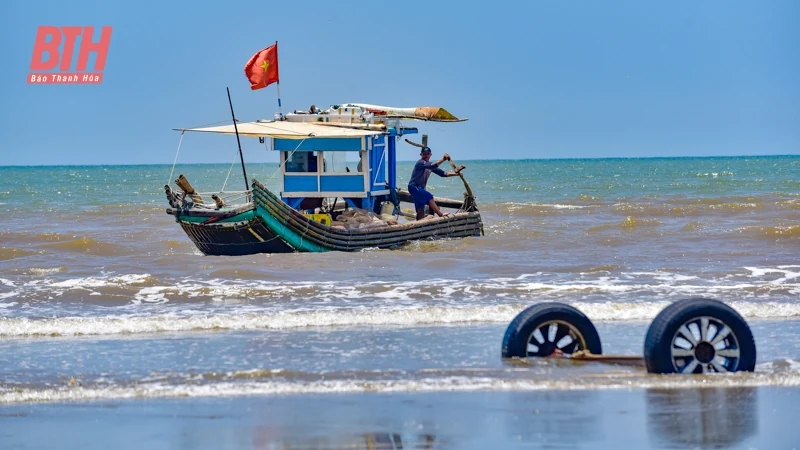 Ngư dân Thanh Hóa được mùa ruốc biển