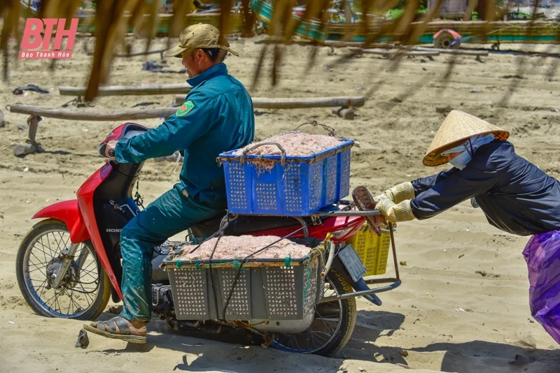 Ngư dân Thanh Hóa được mùa ruốc biển