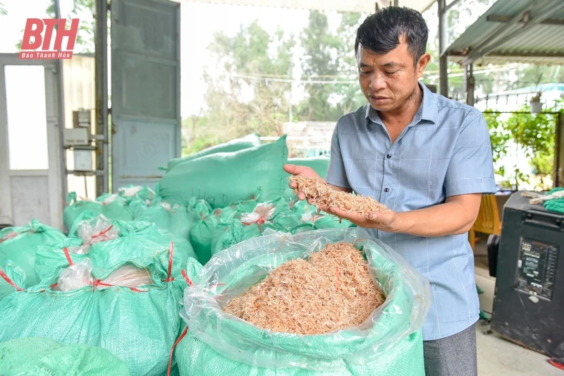 Ngư dân Thanh Hóa được mùa ruốc biển