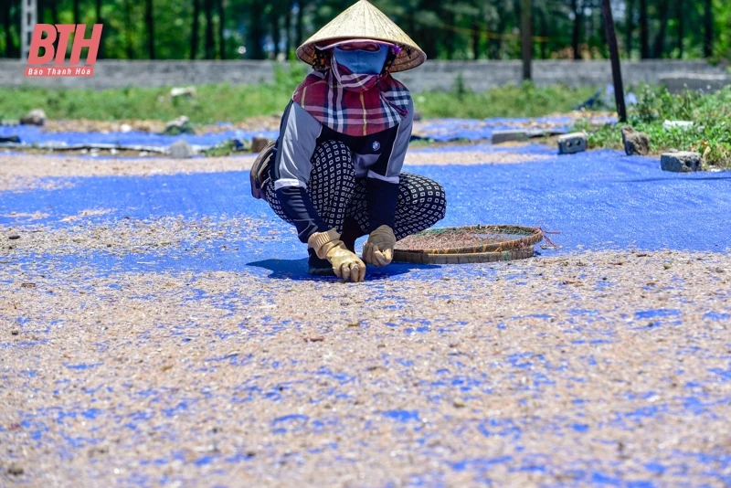 Ngư dân Thanh Hóa được mùa ruốc biển
