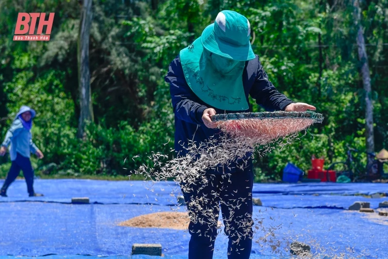Ngư dân Thanh Hóa được mùa ruốc biển