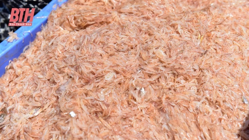 Ngư dân Thanh Hóa được mùa ruốc biển