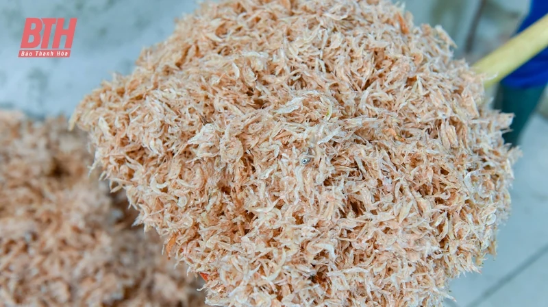 Ngư dân Thanh Hóa được mùa ruốc biển
