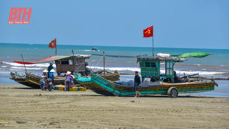 Ngư dân Thanh Hóa được mùa ruốc biển