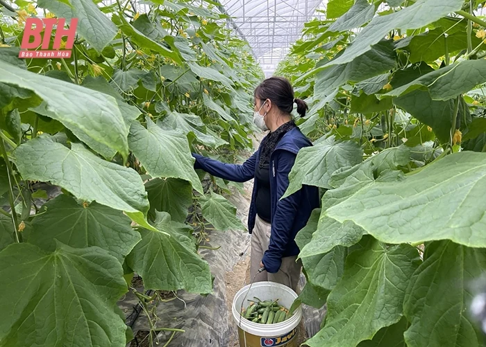 Thiệu Hóa nâng cao giá trị sản phẩm OCOP
