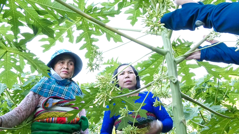 Trồng cây đu đủ lấy hoa tại các huyện miền núi Thanh Hóa