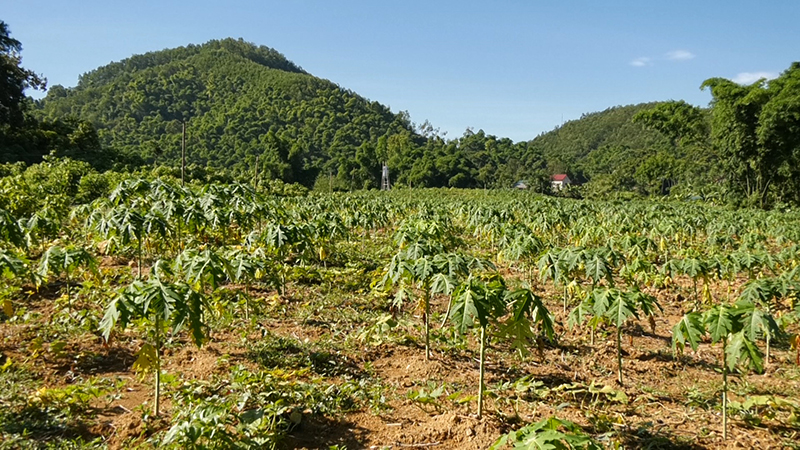 Trồng cây đu đủ lấy hoa tại các huyện miền núi Thanh Hóa