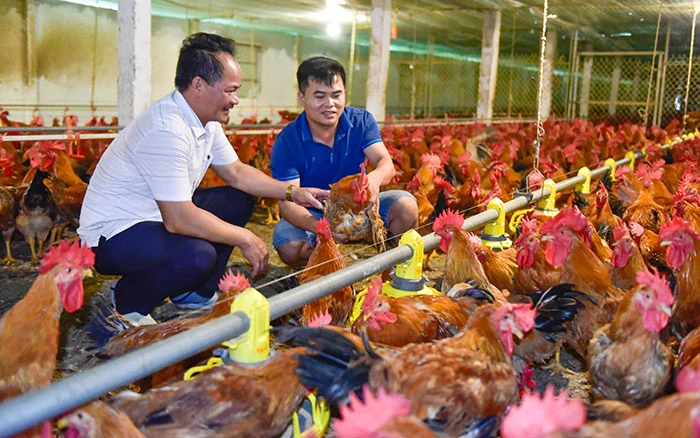 Xây dựng nông thôn mới tạo tiền đề vững chắc để Hậu Lộc phát triển nông nghiệp hiệu quả, bền vững (Bài 3): Ứng dụng khoa học - công nghệ phát triển chăn nuôi theo hướng quy mô lớn gắn với bảo vệ môi trường