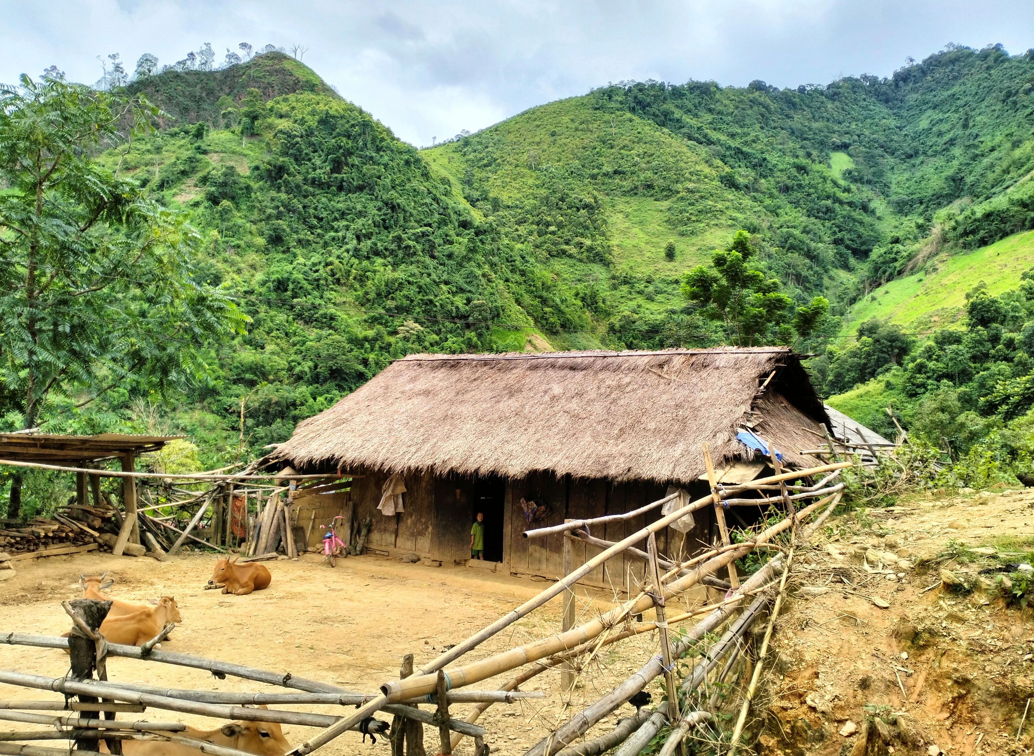 Đầu xanh nào có tội gì...