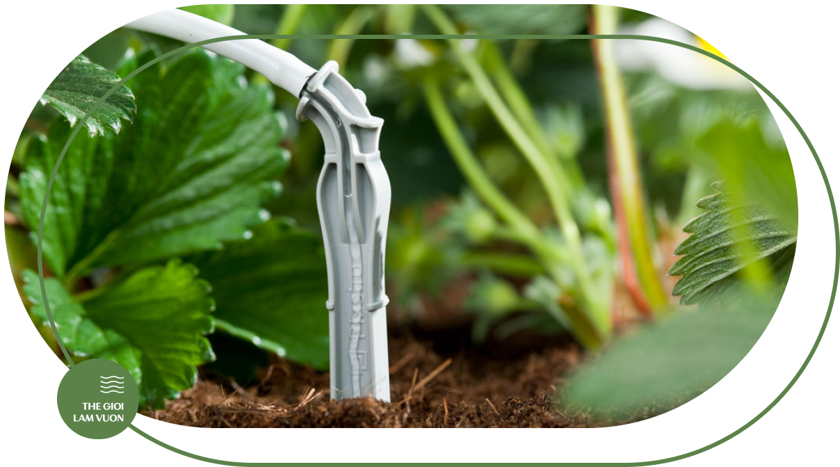 Giải pháp tưới nhà kính nhà màng tự động cho nhà nông