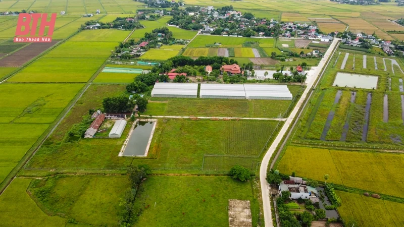 Dưa vàng Hồng Đức khai mở tiềm năng phát triển nông nghiệp Quảng Văn