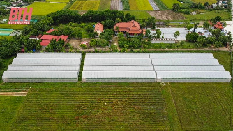 Dưa vàng Hồng Đức khai mở tiềm năng phát triển nông nghiệp Quảng Văn