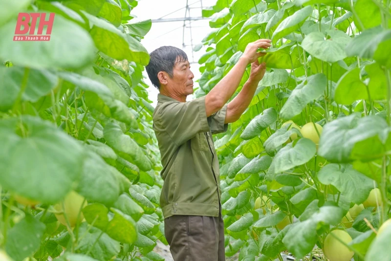 Dưa vàng Hồng Đức khai mở tiềm năng phát triển nông nghiệp Quảng Văn