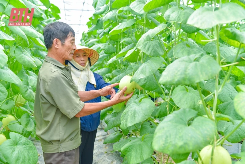 Dưa vàng Hồng Đức khai mở tiềm năng phát triển nông nghiệp Quảng Văn
