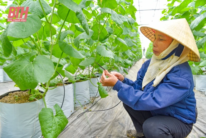 Dưa vàng Hồng Đức khai mở tiềm năng phát triển nông nghiệp Quảng Văn
