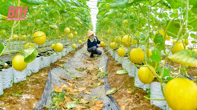 Dưa vàng Hồng Đức khai mở tiềm năng phát triển nông nghiệp Quảng Văn