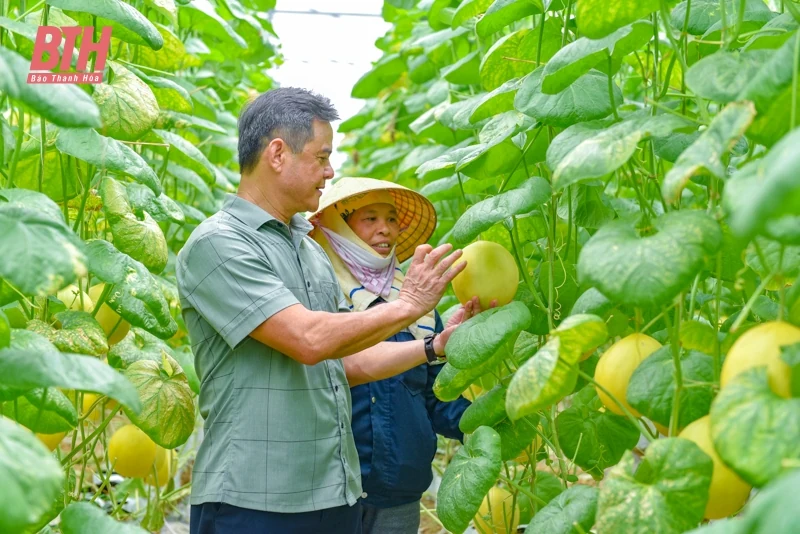 Dưa vàng Hồng Đức khai mở tiềm năng phát triển nông nghiệp Quảng Văn