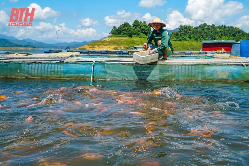 Nuôi cá ở lòng hồ thủy lợi lớn nhất xứ Thanh