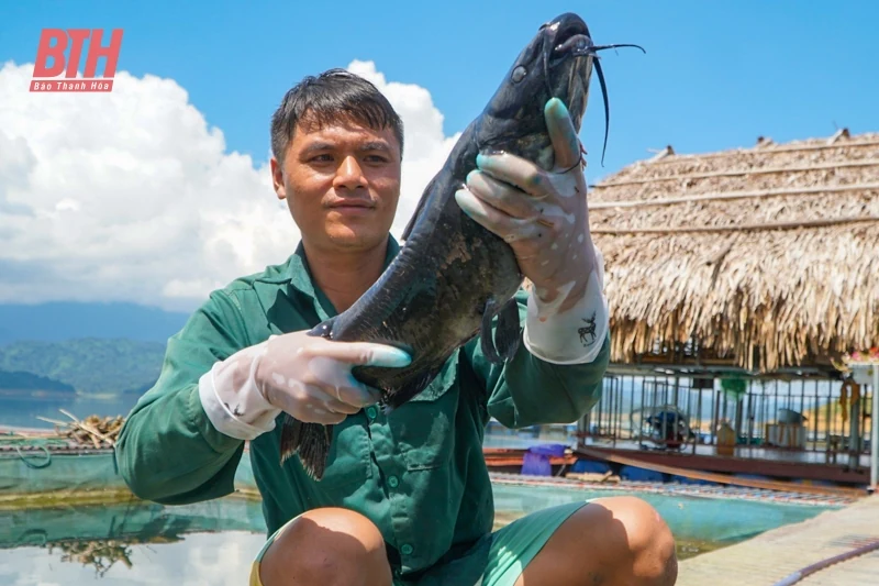 Nuôi cá ở lòng hồ thủy lợi lớn nhất xứ Thanh