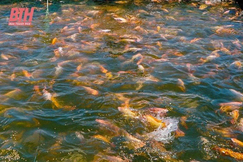 Nuôi cá ở lòng hồ thủy lợi lớn nhất xứ Thanh