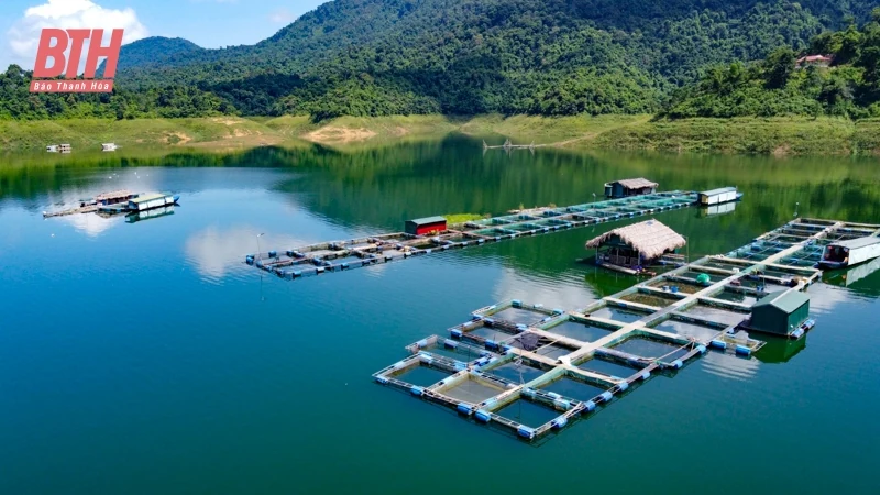 Nuôi cá ở lòng hồ thủy lợi lớn nhất xứ Thanh