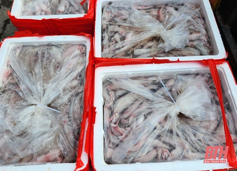 Bắt giữ hơn 4.500 kg cá khoai không rõ nguồn gốc xuất xứ